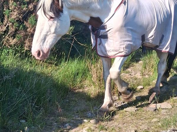 Companion or lightly ridden  🐴❤️ - Main image