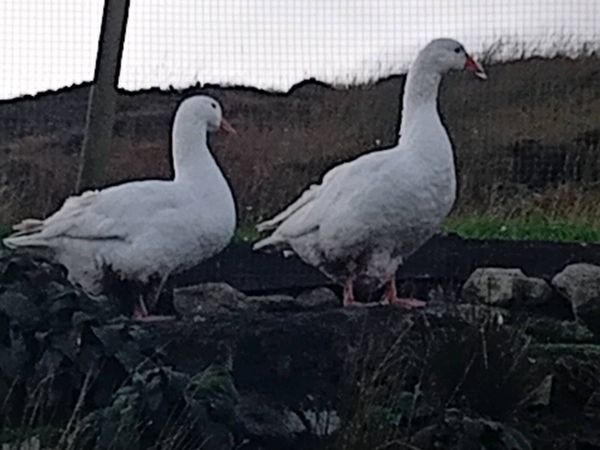 Geese - Main image