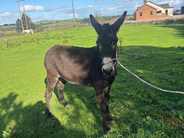 Mare Donkey - Main image