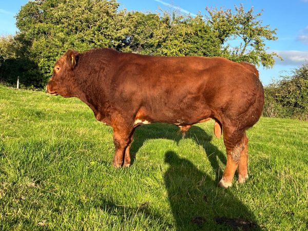 BB/Lim Hybred bull by Rollie - Main image