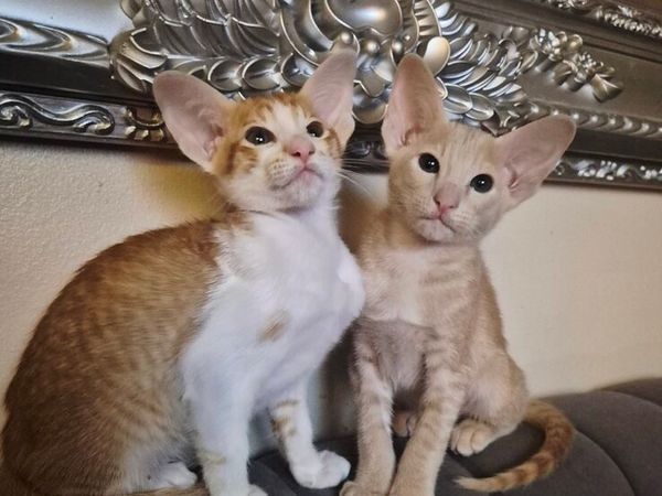 Pedigree Oriental kittens - Main image