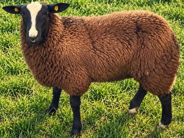 4 X Pedigree Zwartble Ram Lambs For Sale - Main image
