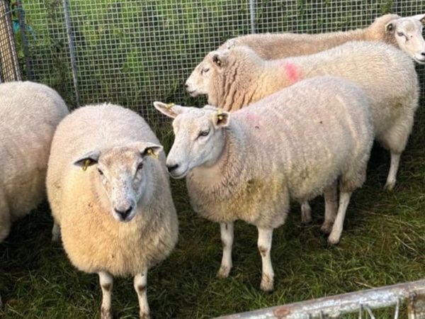 Sheep - Main image