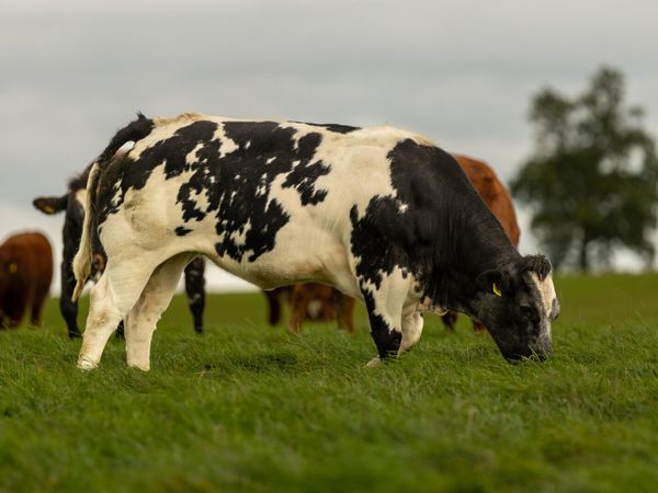 61 Breeding heifers - Main image
