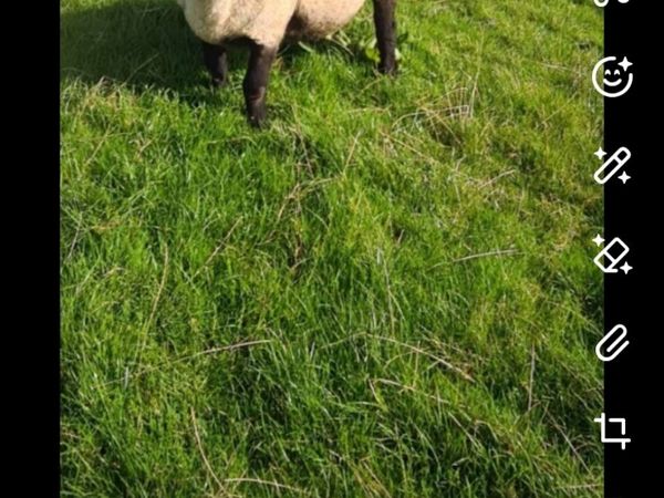 Suffock and north country cheviot ram - Main image