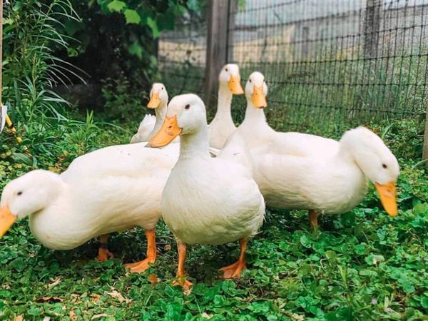 Chiltren hybred ducks - Main image