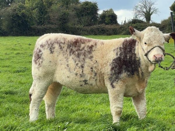 170 Simmental cross heifers - Main image