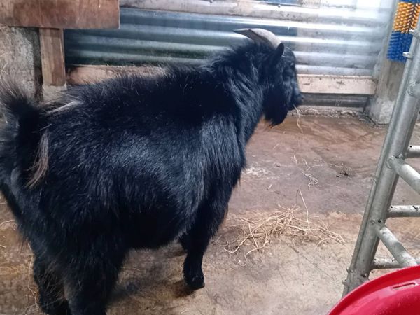 Pygmy goats - Main image