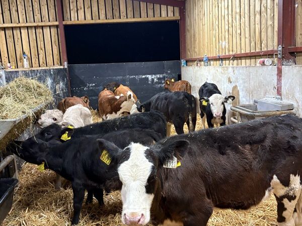 11 super 2 month old well reared heifers - Main image