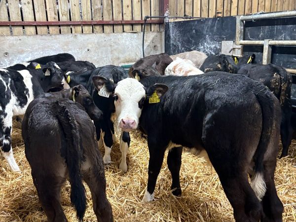 10 top quality 2 month old bull runners - Main image