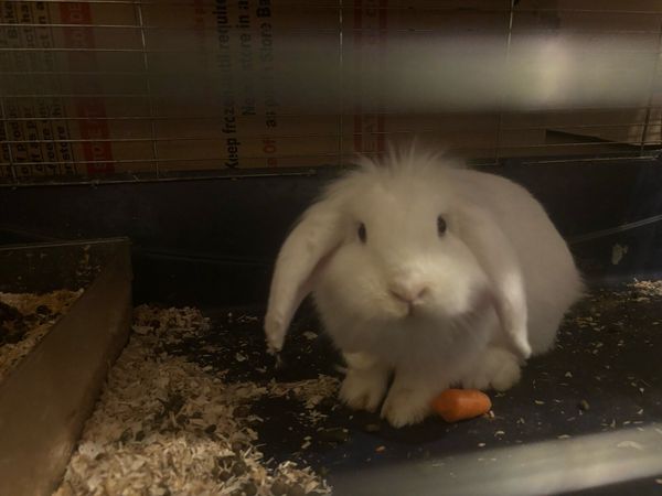 Cashmere lops and lop eared - Main image