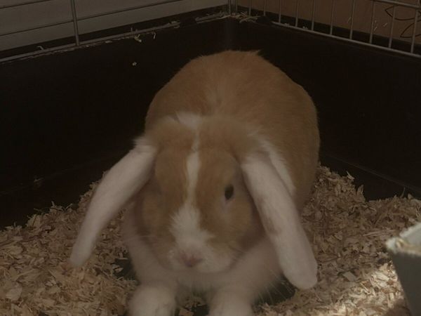 Free for rehoming Lop eared rabbits - Main image