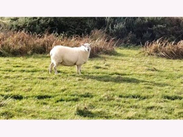 Hoggets for sale - Main image