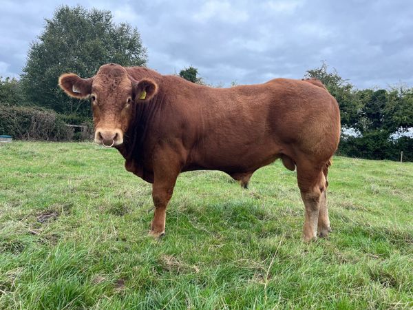 Pedigree Limousin Bulls - Main image