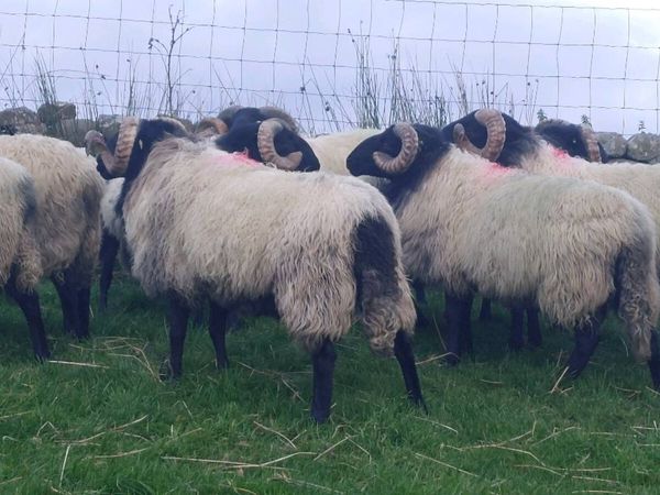 Mayo Blackface Hogget Ram's - Main image