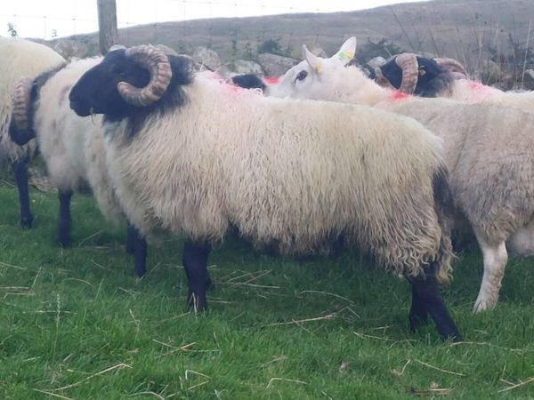 Mayo Blackface Hogget Ram's - Main image