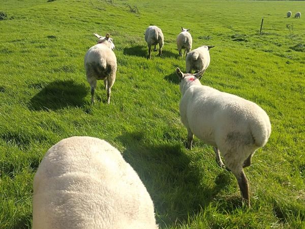 Sheep for sale - Main image