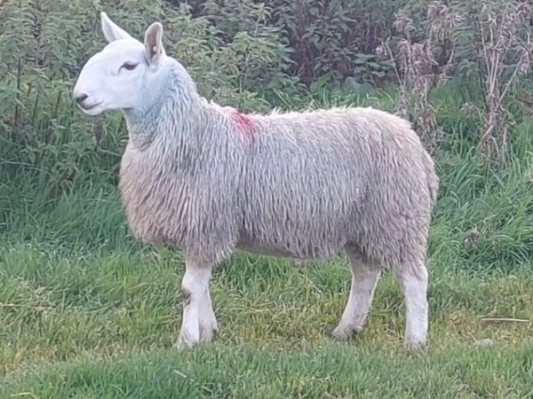NORTH COUNTY CHEVIOT - Main image