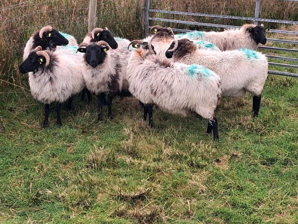 Sheep - Main image