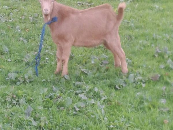Puck goat - Main image