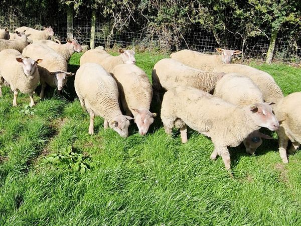 Pedigree Charollais Rams - Main image