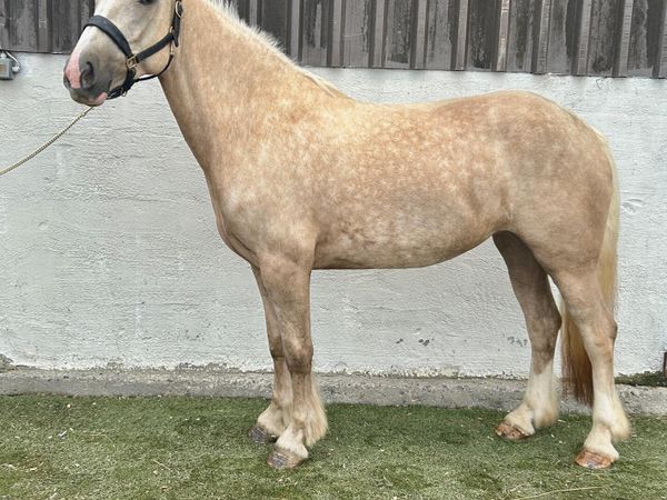 15.2 palomino mare - Main image