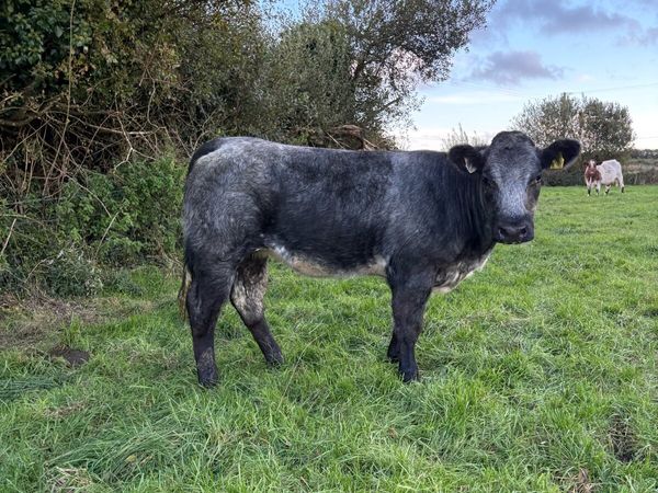 Super roan SHX heifer - Main image