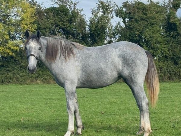 Irish Draught Filly - Main image