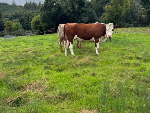 Cattle - Main image