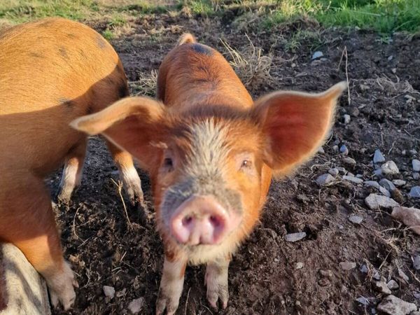 Weaners OSB/ Duroc - Main image