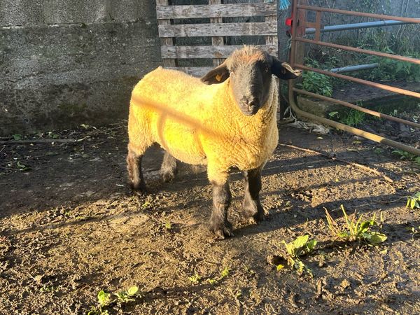 Suffolk Hogget ram - Main image