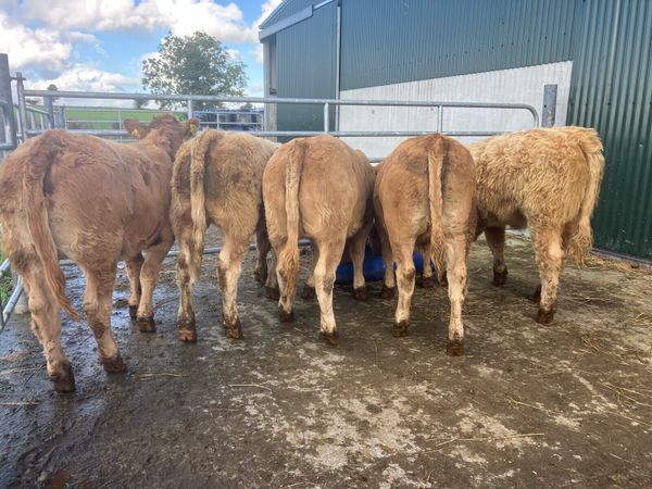 🌟 Heifer weanlings 🌟 - Main image