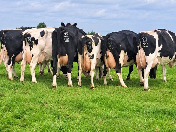 7 Incalf Friesian Cows - Main image