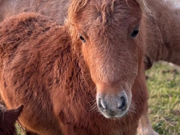 Miniature foal - Main image