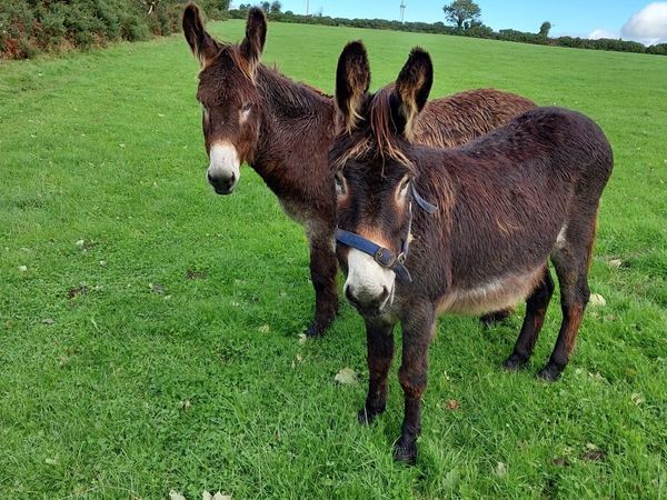 Donkeys - Main image