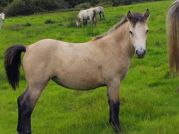 Connemara foals - Main image