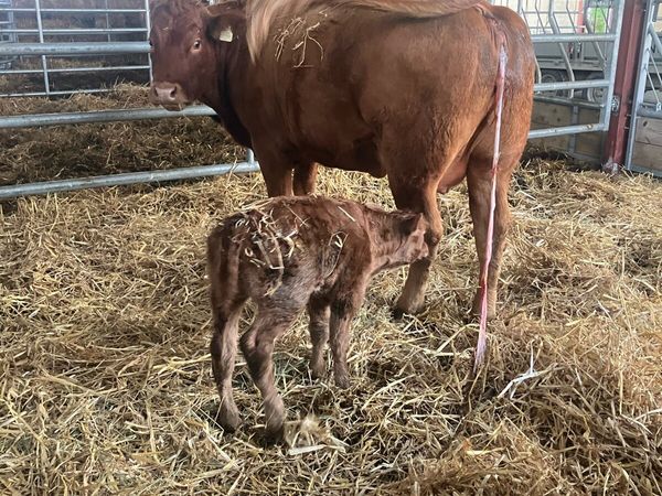 Incalf Heifers for sale - Main image