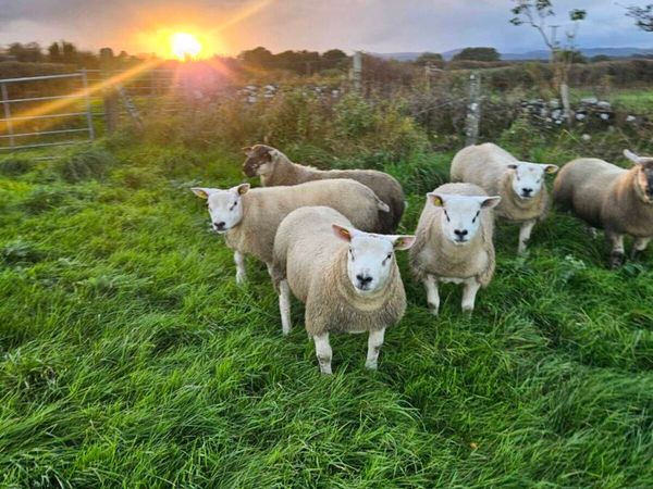 SUFTEX & PEDIGREE TEXELS - Main image