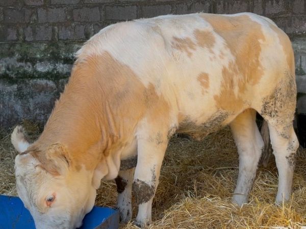 Smashing breeding heifer - Main image