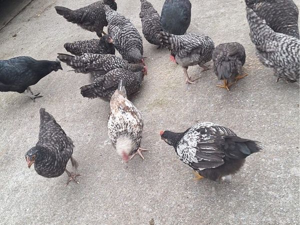 Pullets For Sale - Main image