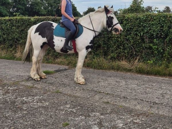 Bombproof 14.2 mare cob - Main image