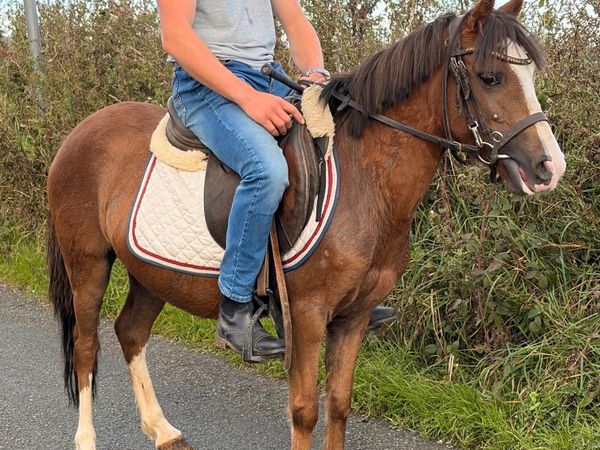 Pretty 12hh pony ⭐️ - Main image