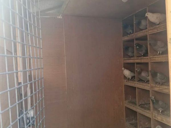Pigeon loft - Main image
