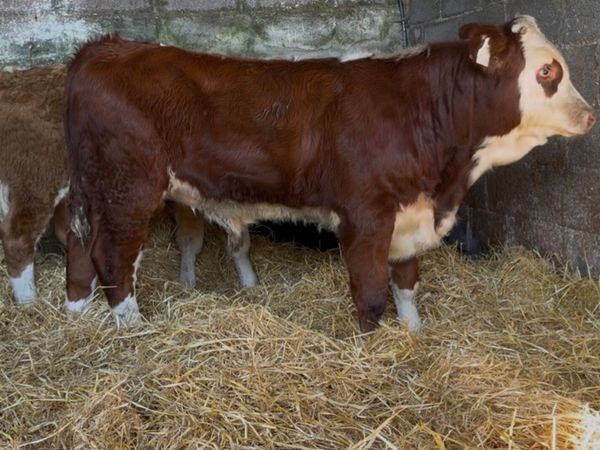 2 quality ai bread bull wealings - Main image