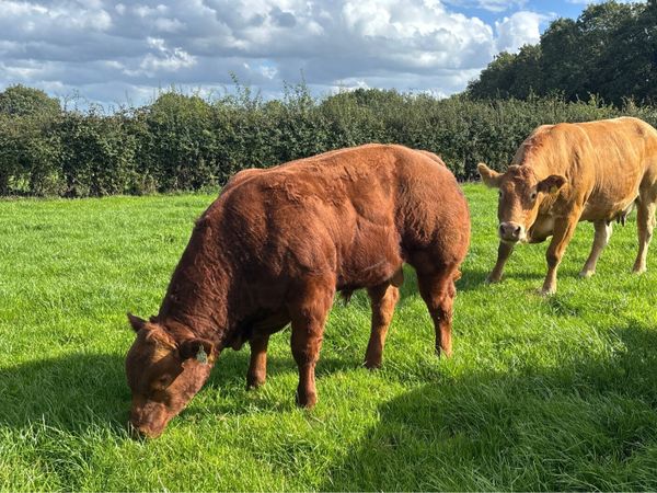 Suckler weanling bulls - Main image