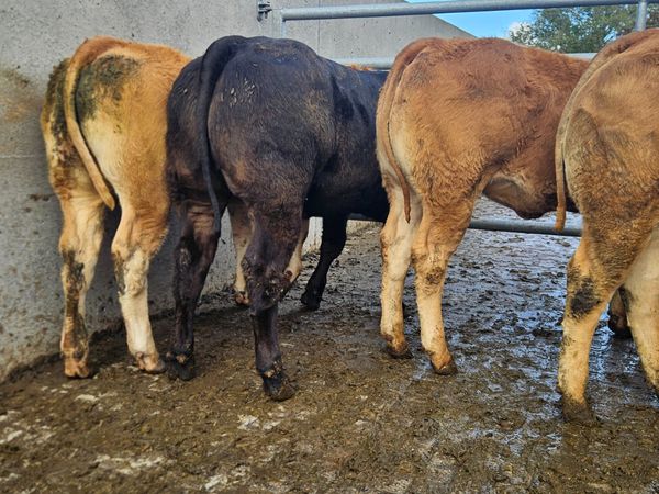 8 Exceptional U+ LMX Heifers. - Main image