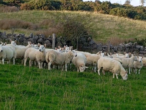 North Country Cheviot ewes - Main image