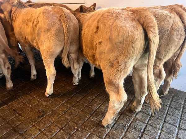FRESH IN • CHAMPION CHAROLAIS HEIFERS - Main image