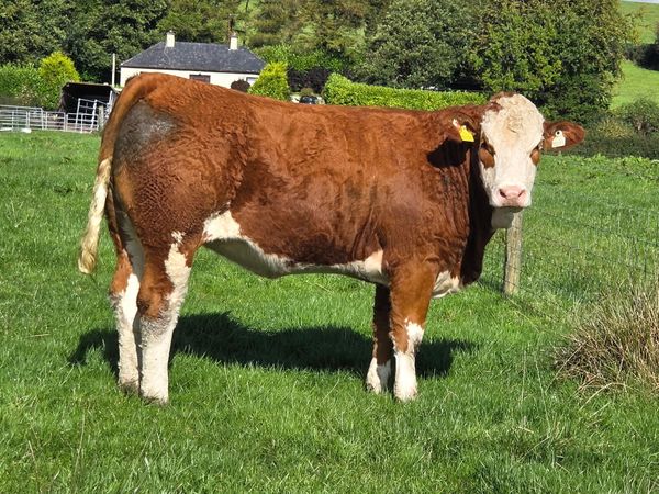 Simmental heifer - Main image