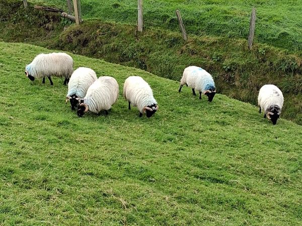 Breeding ram lambs for sale - Main image